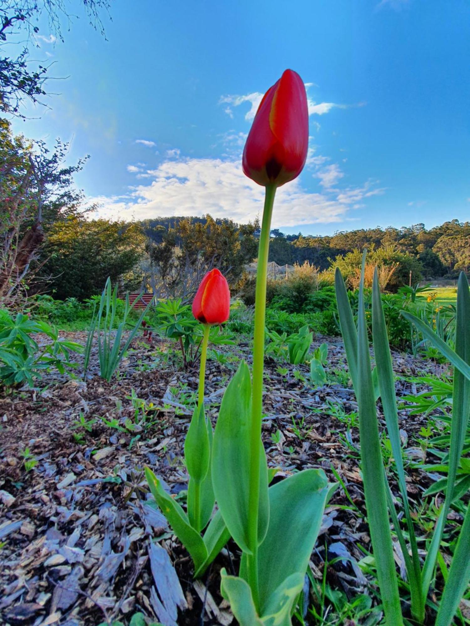 Hamlet Downs Country Accommodation Fentonbury Exteriér fotografie