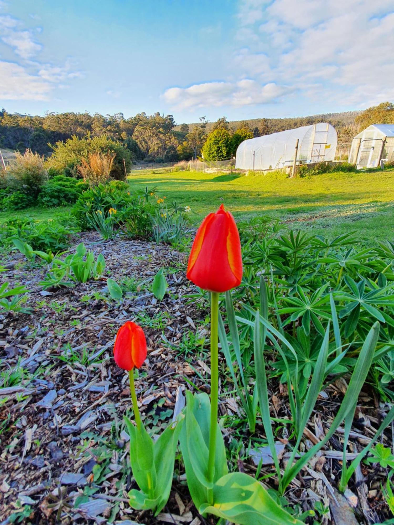 Hamlet Downs Country Accommodation Fentonbury Exteriér fotografie